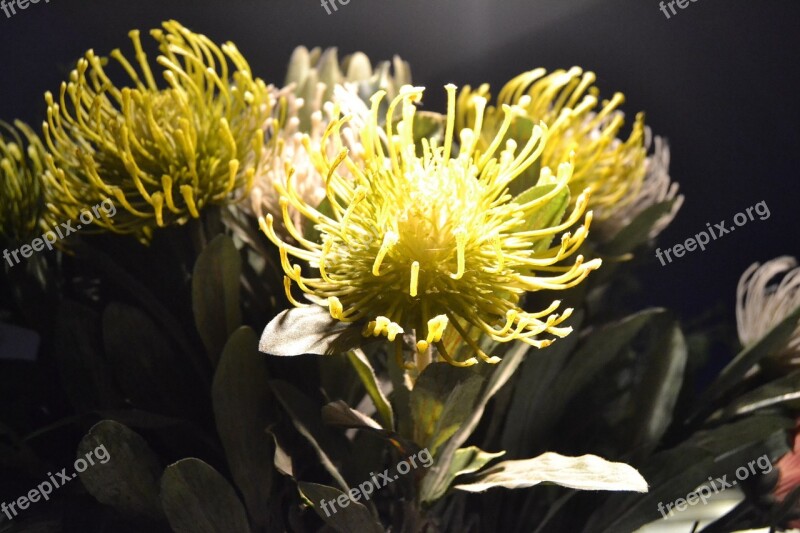 Protea Flora Exotic Unusual Flower