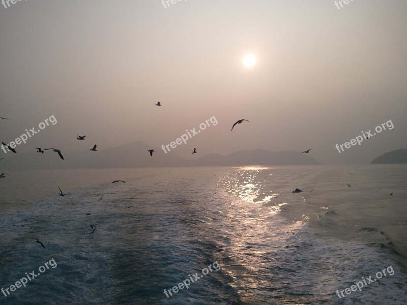 Seagull Times Pleasure Boat Sea Free Photos