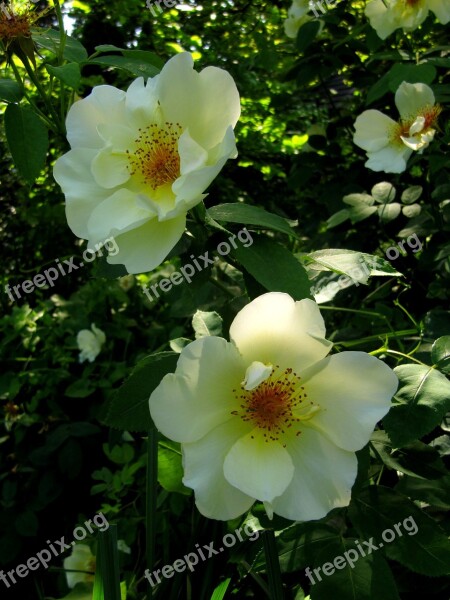 Rustic House Ettenbühl Park Shrub Rose Free Photos