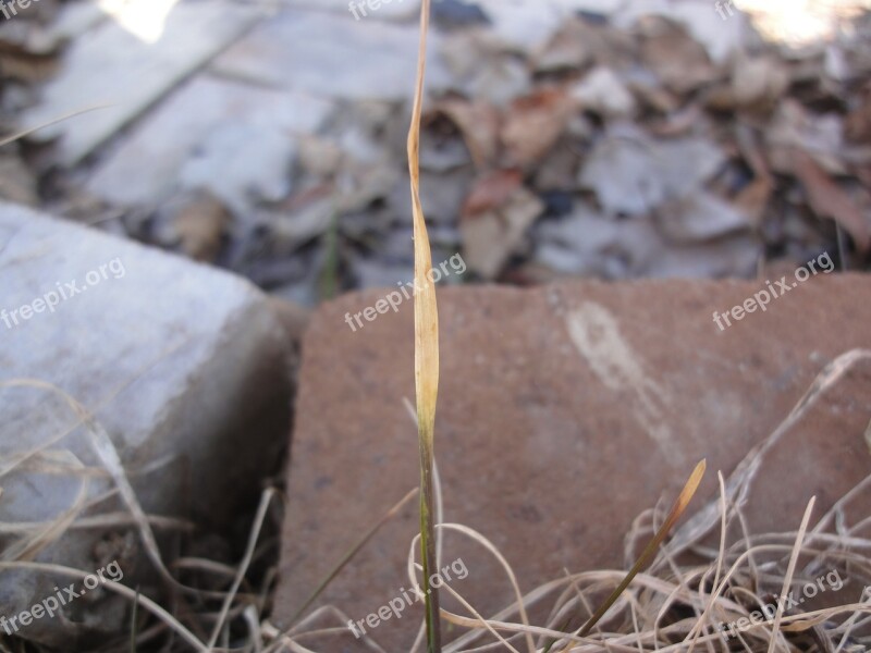 Blade Grass Plant Blade Of Grass Green