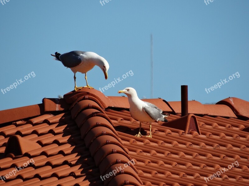 Seagulls Birds Love Roof Free Photos