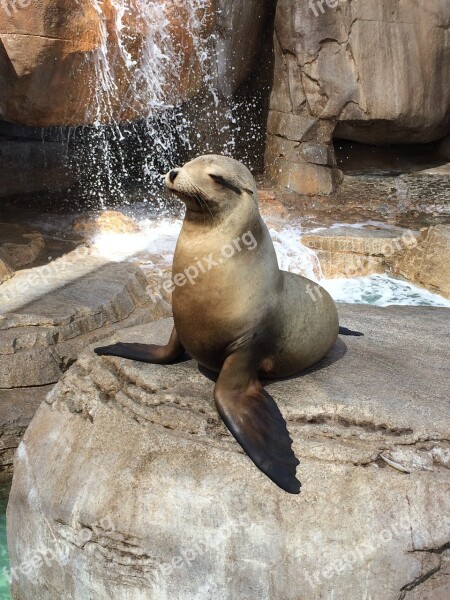 Seal Amazing Majestic Beautiful Wild