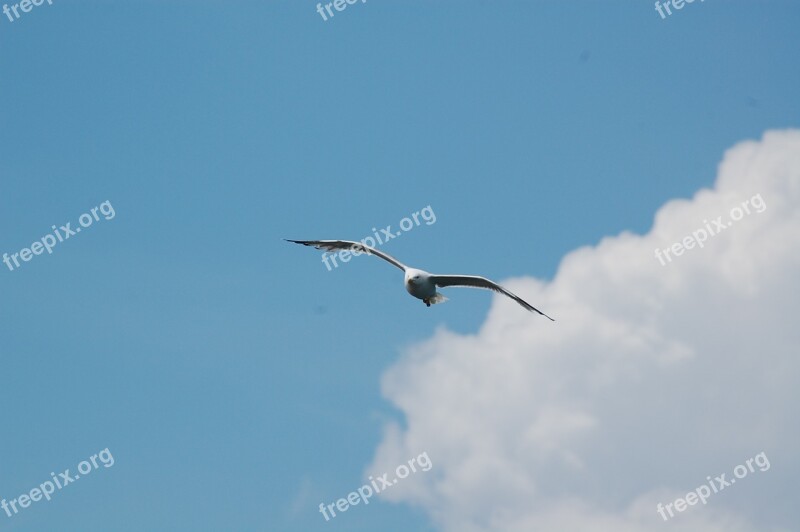 Sky Seagull Clouds Fly Bird