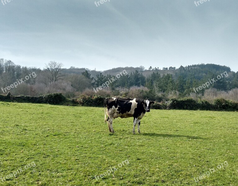 Cow Grass Nature Free Photos