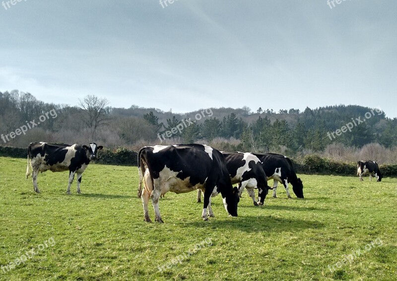 Cows Prado Galicia Pastures Free Photos