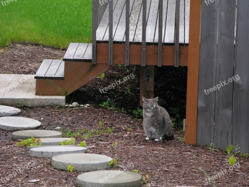 Cat Outside Outdoors Deck Steps