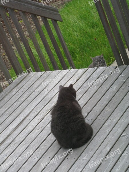 Grey Cat Outside Outdoors Deck