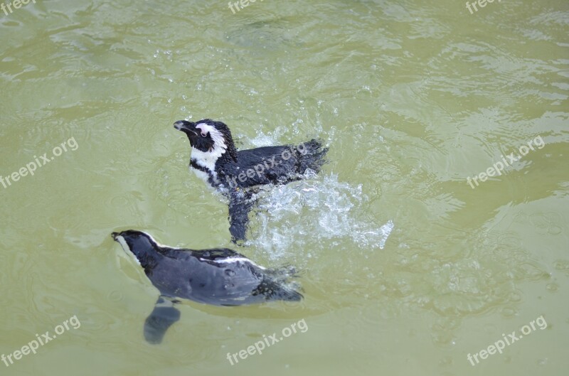 Penguins Water Speters Spetter Nature