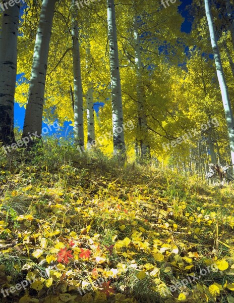 Fall Colorado Autumn Trees Aspens