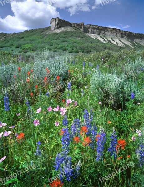 Wildflowers Flat Top Colorado Free Photos