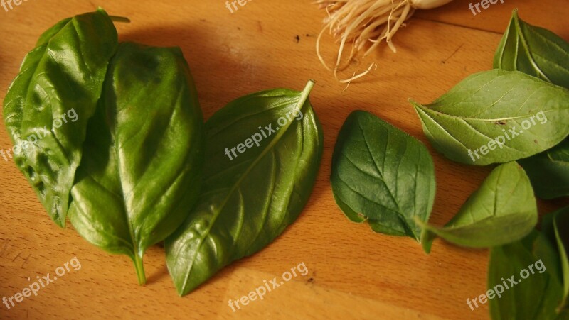 Basil Herbs Fresh Garden Spice