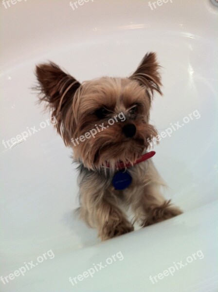 Dog Yorkie Terrier Free Photos