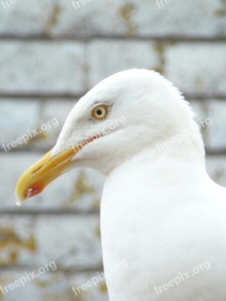 Seagull Close Head Beak Bird