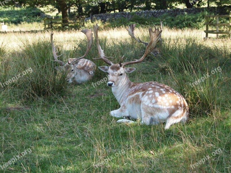 Deer Park Fallow Nature Mammal