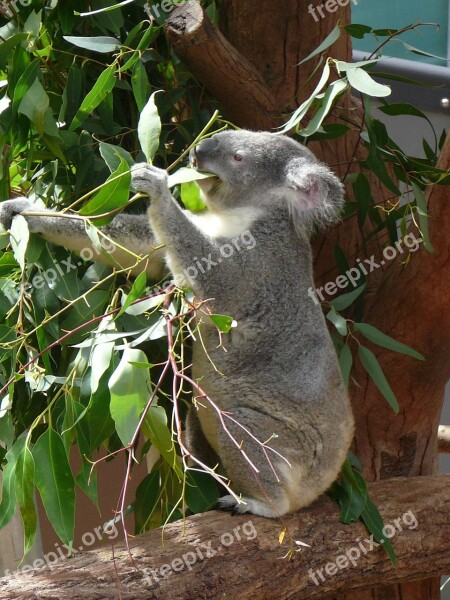 Koala Australia Zoo Marsupial Wildlife