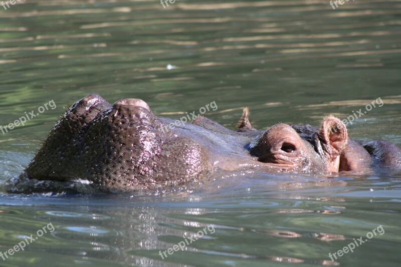 Hippopotamus Animal Wildlife Africa Zoo