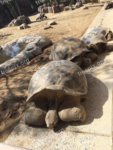 Galápagos Turtle Shell Big Tortoise