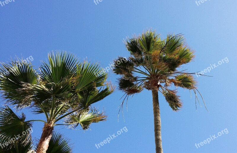 Palm Trees Green Summer Sunny Palm Fronds