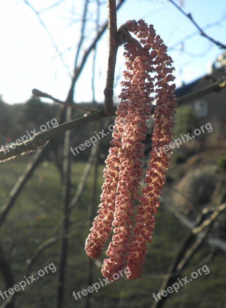 Hazelnut Blossom Bloom Red Spring