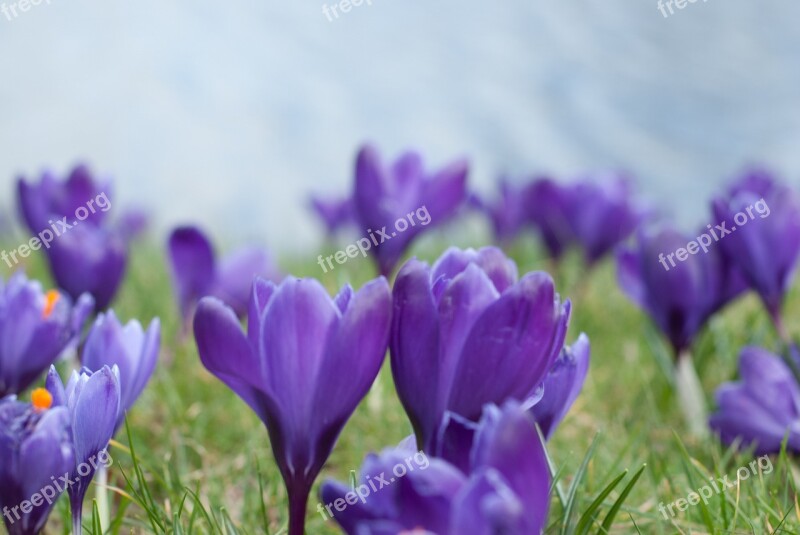 Crocus Flower Purple Free Photos