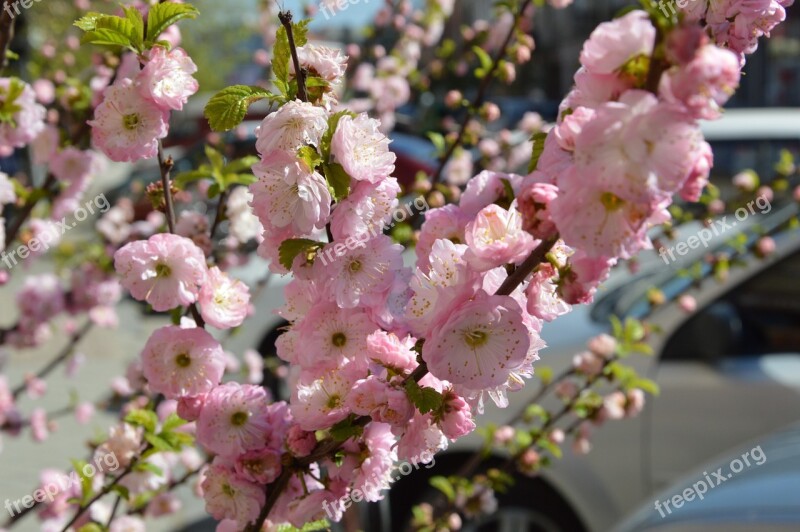 Sakura Spring Bloom Blooming Sakura Free Photos