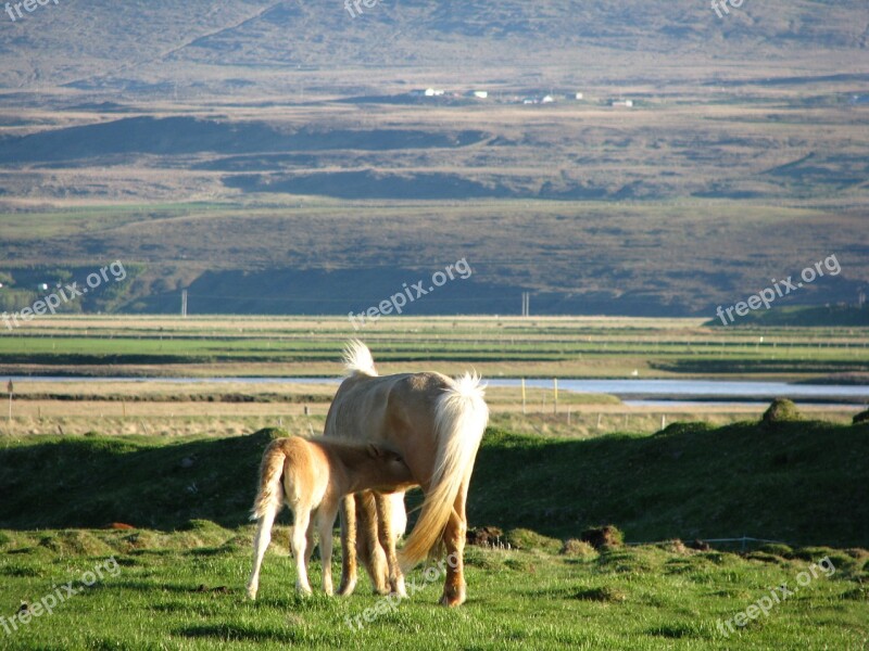 Iceland Breastfeeding Animals Free Photos