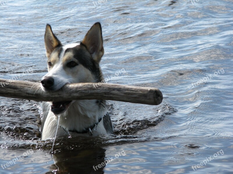 Dog Swim Intake Free Photos