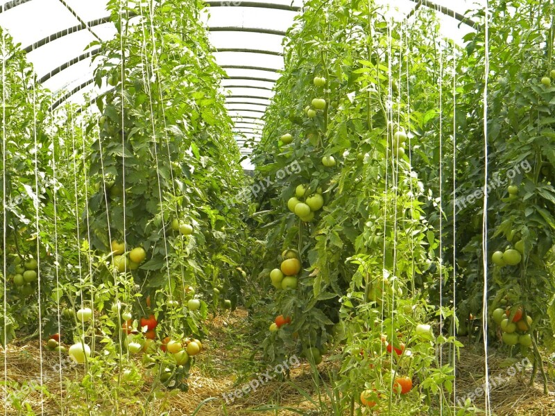 Amap Agriculture Bio Tomatoes Free Photos