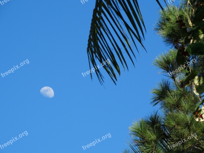 Cayenne French Guiana Nature Free Photos