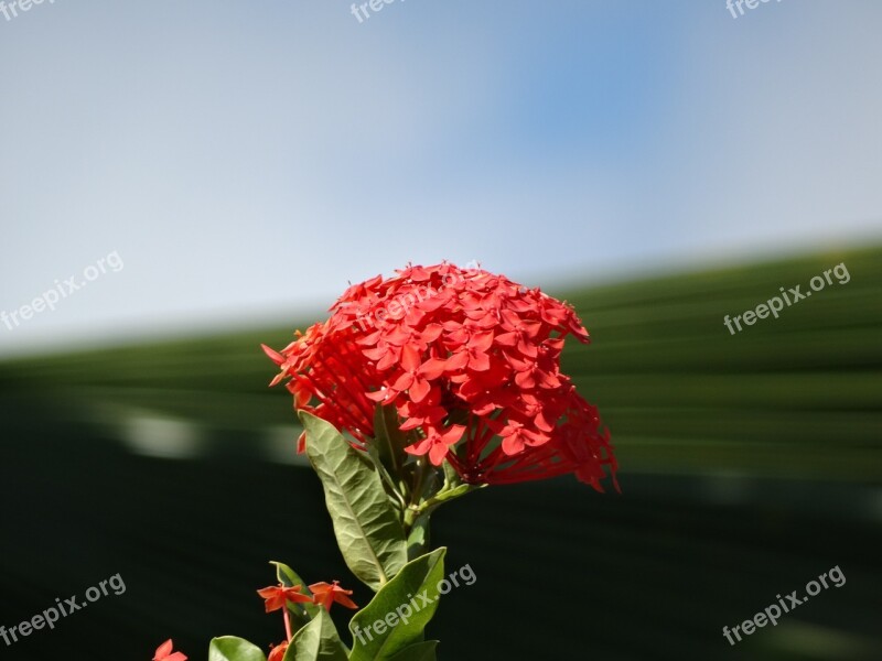 Cayenne French Guiana Flowers Free Photos