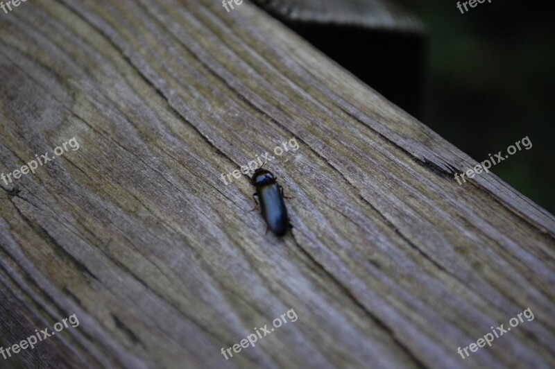 Beetle Wood Grey Nature Insect