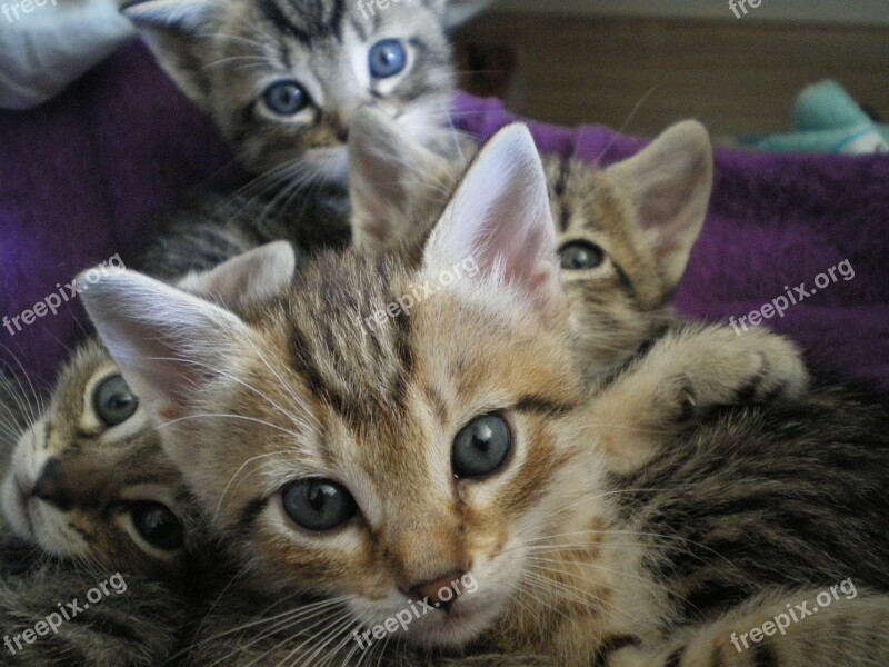 Kittens Eyes Cat Free Photos