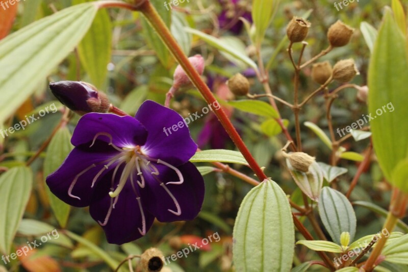 Purple Flower Spring Flower Purple Petal