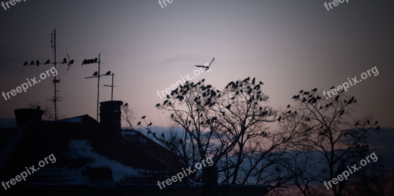 Winter Bird Roof Nature Season