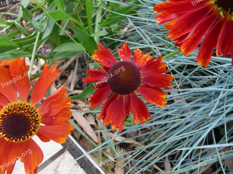 Garden Nature Green Flower Plant