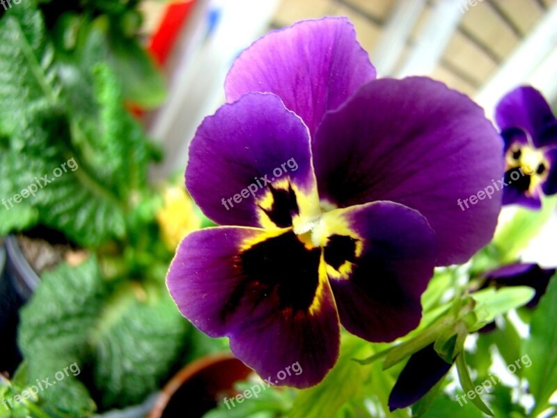 Pansy Heartsease Flower Purple Violet