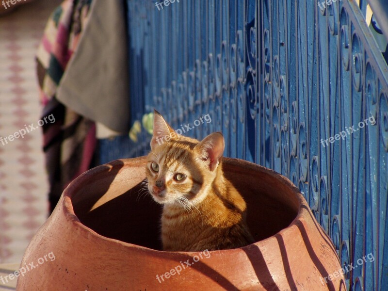 Cat Shadows Feline Free Photos