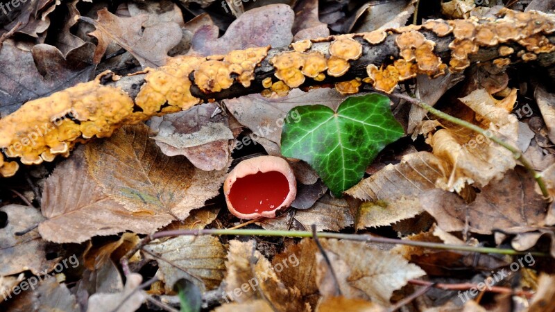 Nature Spring Mushroom Spunk Free Photos