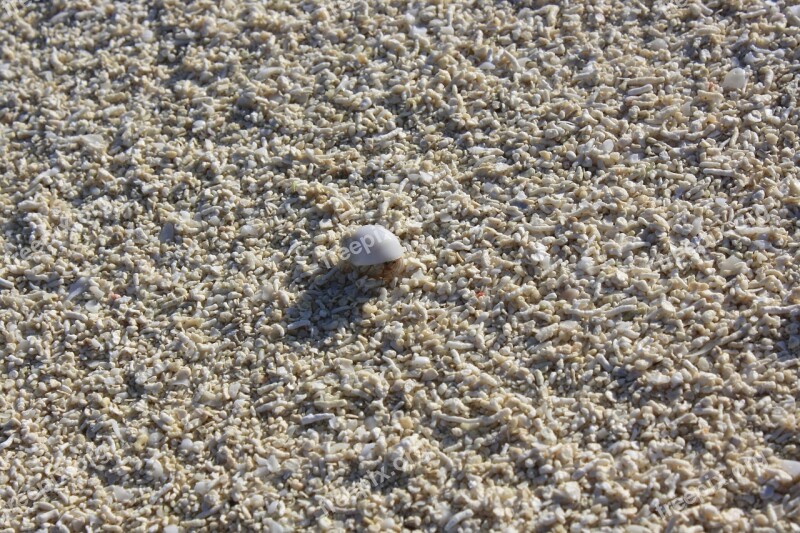 Crab Hermit Beach Free Photos