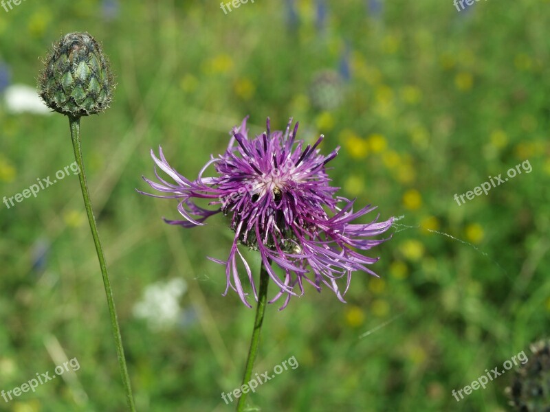 Meadows Knapweed Flower Meadow Plant Summer