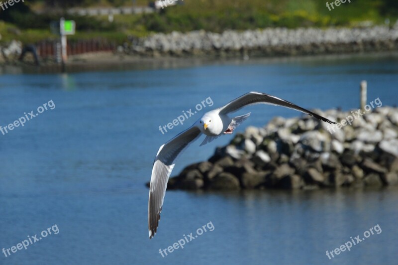 Seagull Flying Gull Ocean Nature