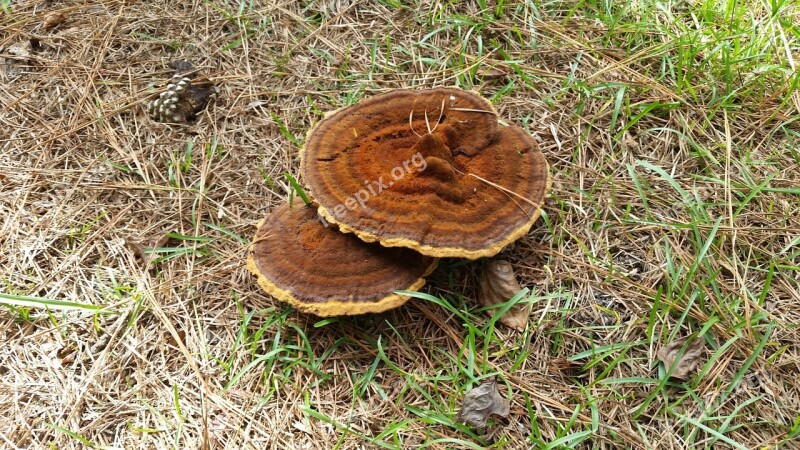 Mushroom Nature Natural Plant Fungus