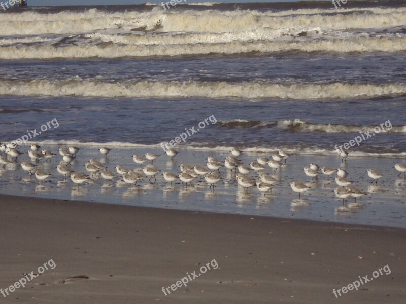 Coastline Ameland Beach Beautiful Beach Free Photos