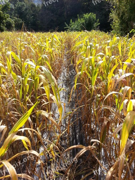 Millet The Nutritional Value Of Millet Nature Autumn Free Photos