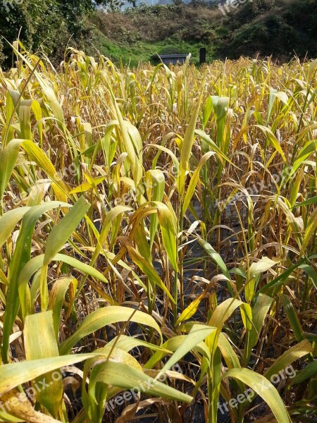 Millet The Nutritional Value Of Millet Nature Autumn Free Photos