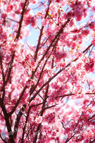 Flower Cherry Blossoms Pink Landscape Plant