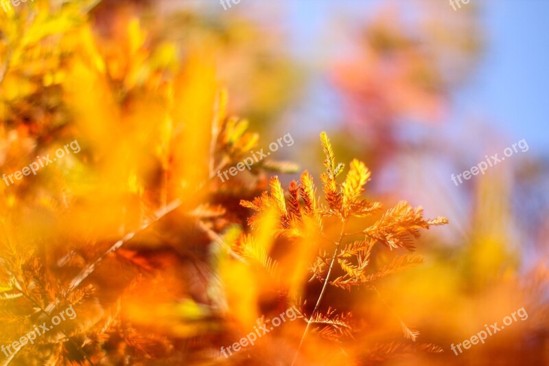 Pine Spring Trees Forest Scenic Views