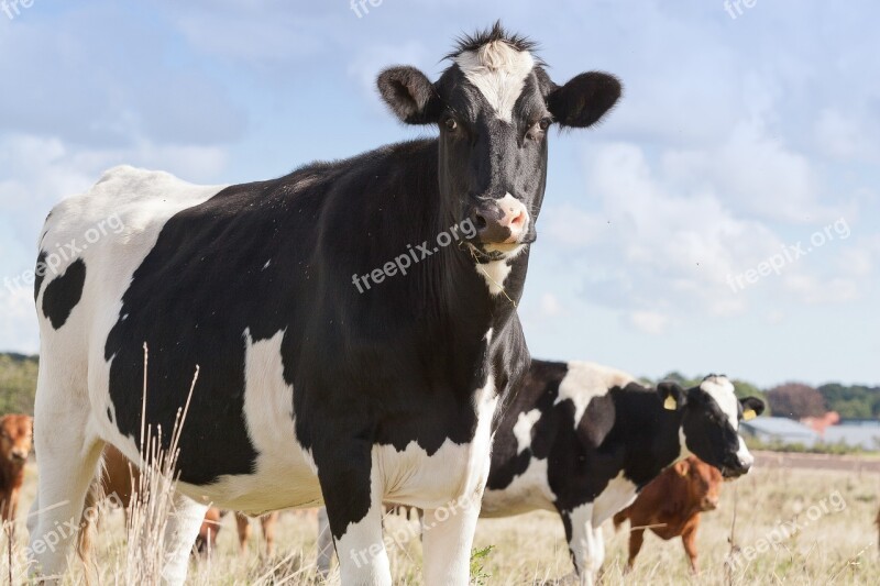 Livestock Cattle Agriculture Expensive Free Photos