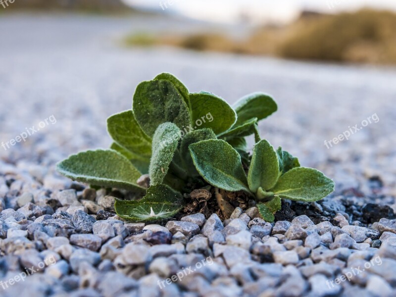 Chios Road Plant Free Photos