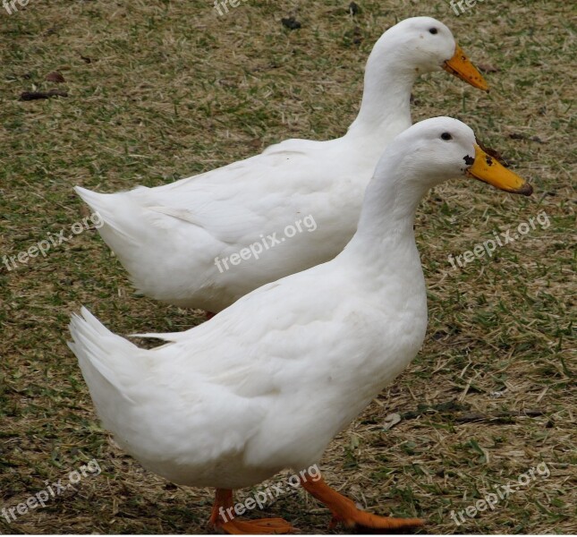 Ducks White Birds Pair Poultry